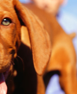 Steps to Cleaning Dogs' Ears