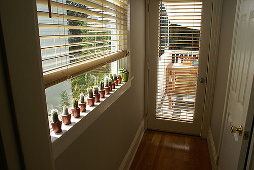 Tiny cacti collection & outdoor eating area