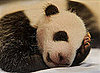 Baby Panda Cubs Have Double the Cuteness and Closed Eyes