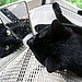 Are Black Cats Bad Luck?