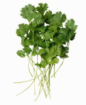The Benefits of Eating Cilantro