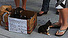 Puppies For Sale on Side of Street