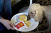 Happy Meal Project and Sally Davies' Dog
