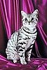 American Shorthair Cats Trivia
