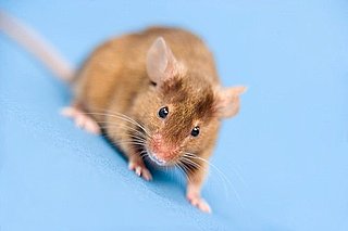More Animal Testing Due to Increasing Botox Popularity