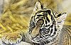 A Sumatran Tiger Named Daseep