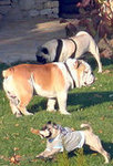 Pictures of Brad Pitt's Dogs and Angelina Jolie's Dogs