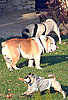 Jolie-Pitt Pooches Enjoy Playtime