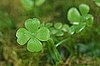 Do Lucky Charms Help?