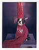 Sugar Shout Out: How to Take a Perfect Picture of Your Pet's Halloween Costume