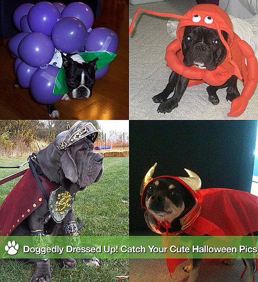Doggedly Dressed Up! Catch Your Cute Halloween Pics 