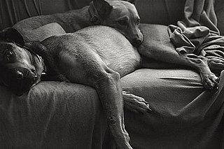 Why Does My Dog Bark in His Sleep