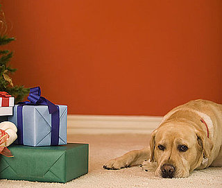 How Much Should I Buy My Dog For Christmas?