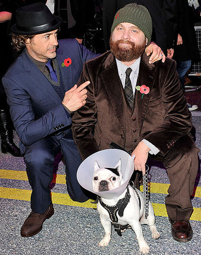 Pictures of Robert Downey Jr and Zach Galifianakis at London Due Date Premiere