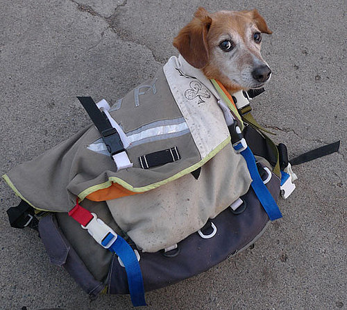 Can I Bring My Dog to Walgreens