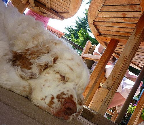 Clumber Spaniel Breed Facts