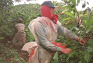 Starbucks to Grow Its Own Coffee in Yunnan, China