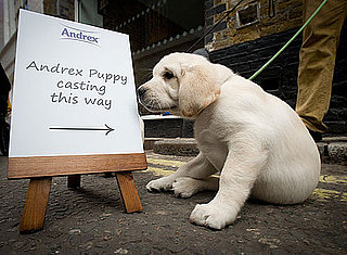 Andrex Puppy Audition For New Labrador Retriever Face of the British Toilet Paper Brand