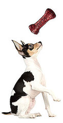 Cranberry Dog Treats and Can My Dog Eat Cranberries?