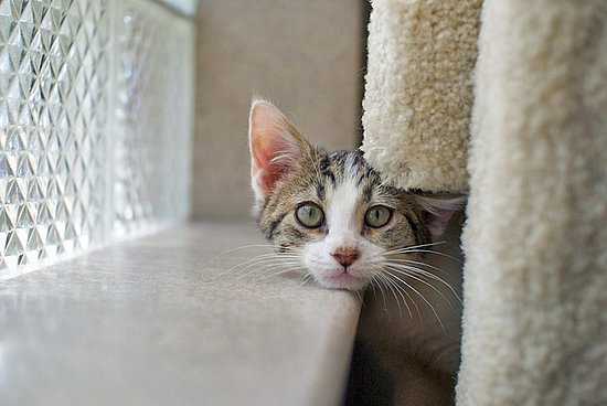 Oliver!