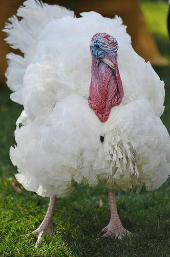 Apple and Cider Are the Presidentially Pardoned Turkeys of 2010 Apple and Cider Are the Presidentially Pardoned Turkeys of 2010