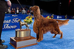 Who Won the National Dog Show in 2010 and What Is the Dog Show on Thanksgiving Called and Clooney the Irish Setter