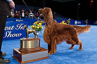Who Won the National Dog Show in 2010 and What Is the Dog Show on Thanksgiving Called and Clooney the Irish Setter