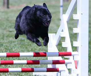 Schipperke Breed Facts