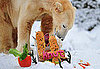 Happy Birthday, Knut!