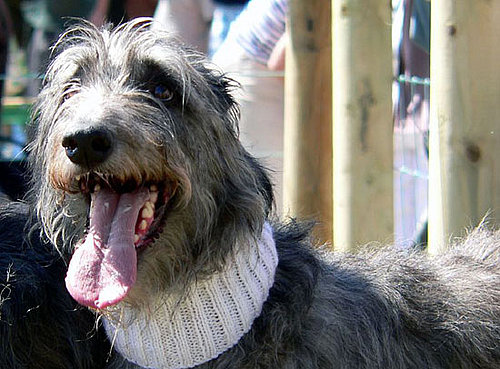 Scottish Deerhound Breed Facts