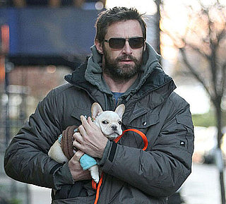 Hugh Jackman's New Dog and Pictures of Hugh Jackman and His New Dog, a French Bulldog Puppy