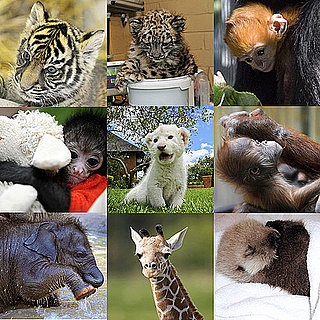 Zoo Babies Born in 2010