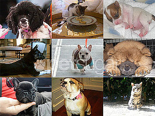 Which Celebrities Got New Pets in 2010?