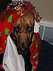 What Should I Get a Dog For Christmas and What Should I Get a Cat For Christmas?