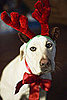 Buy Reindeer Costumes For Dogs