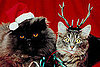 Pictures of Cats in Costume For Christmas