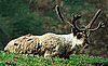 Reindeer Trivia and Information About Reindeer