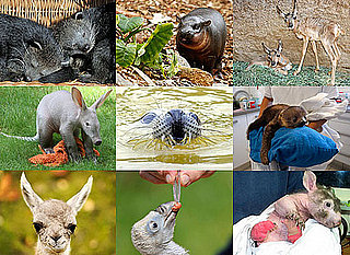 Odd Zoo Babies Born in 2010