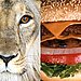 Lion Meat: No