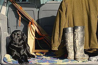 Should I Drug My Cat Before Flying and Should I Drug My Dog Before Flying?