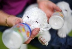 Pictures of Baby Lions Getting Bottle Fed