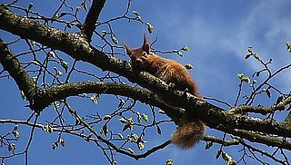Red Female Squirrels Are Promiscuous
