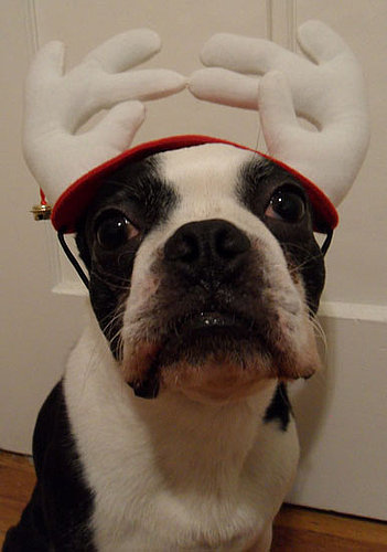 North the Dog Christmas