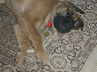 Antler Dog Chews