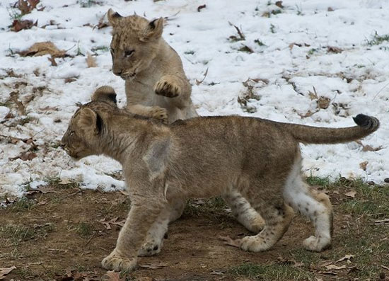 Lucky Sevens! See the National Zoo Lion Cubs Frolic and Play Lucky Sevens! See the National Zoo Lion Cubs Frolic and Play