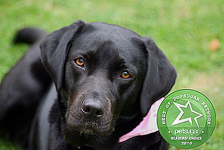 Most Popular Dog Breed