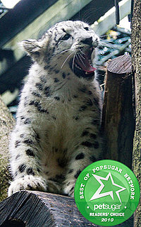 Pictures of Lavani, Vania, and Zima, Snow Leopards in Germany