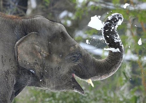 Pictures of Elephants in the Snow