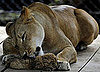 Caring Lion Licking Lil Cub