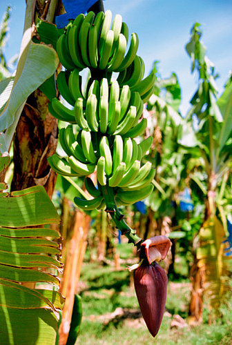 Could Tropical Race Four Take Out the US Banana Supply?